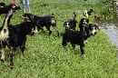 Unsere Welpen 4
