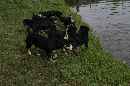 Unsere Welpen 4