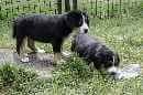 Unsere Welpen 5