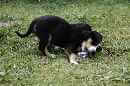 Unsere Welpen 5