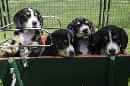 Unsere Welpen 5