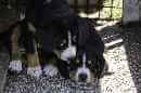 Unsere Welpen 5