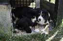 Unsere Welpen 5