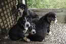 Unsere Welpen 5