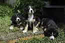 Unsere Welpen 5