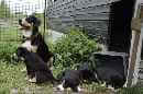 Unsere Welpen 5