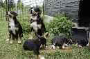 Unsere Welpen 5