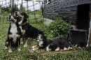 Unsere Welpen 5