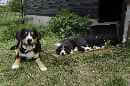 Unsere Welpen 5