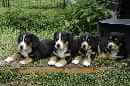 Unsere Welpen 5