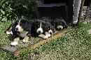Unsere Welpen 5