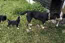 Unsere Welpen 5