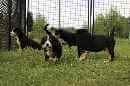 Unsere Welpen 5