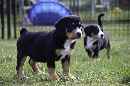 Unsere Welpen 5