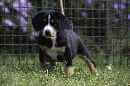 Unsere Welpen 5