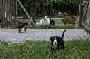 Unsere Welpen 5