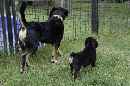 Unsere Welpen 5