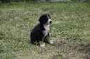Unsere Welpen 5