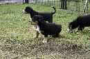 Unsere Welpen 5