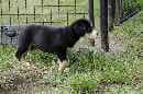 Unsere Welpen 5