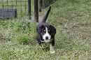 Unsere Welpen 5