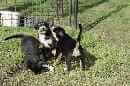 Unsere Welpen 5