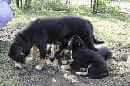 Unsere Welpen 5