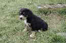 Unsere Welpen 5
