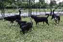 Unsere Welpen 5
