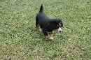 Unsere Welpen 5