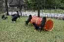 Unsere Welpen 5