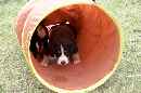 Unsere Welpen 5