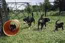 Unsere Welpen 5