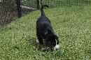Unsere Welpen 5