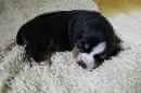 Unsere Welpen 5