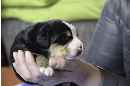 Unsere Welpen 5