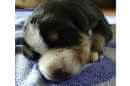 Unsere Welpen 5