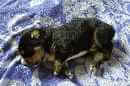 Unsere Welpen 5