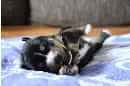 Unsere Welpen 5