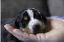 Unsere Welpen 5