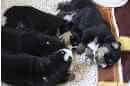 Unsere Welpen 5