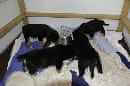 Unsere Welpen 5