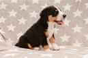 Unsere Welpen 6