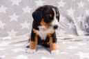 Unsere Welpen 6