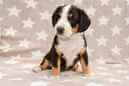 Unsere Welpen 6