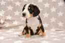 Unsere Welpen 6
