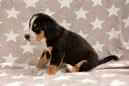 Unsere Welpen 6