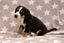 Unsere Welpen 6