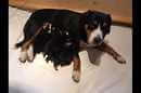 Unsere Welpen 6