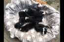 Unsere Welpen 6